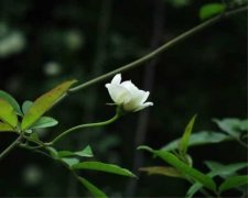 荼蘼花的花语 荼蘼花的养殖方法