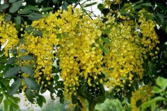 黄蝉的繁殖和养护方法 黄蝉花语介绍