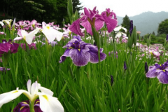 鸢尾花有哪几种颜色？不同颜色的鸢尾花花语有哪些？