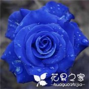 蓝色妖姬，你知道它的花语有哪些？