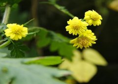 野菊花花语代表什么意思？