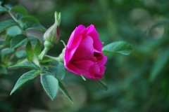 野蔷薇的花语：有关传说，这种植物的花语