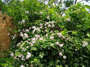 野蔷薇的花语：有关传说，这种植物的花语