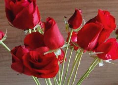 12朵玫瑰花花语代表什么意思？