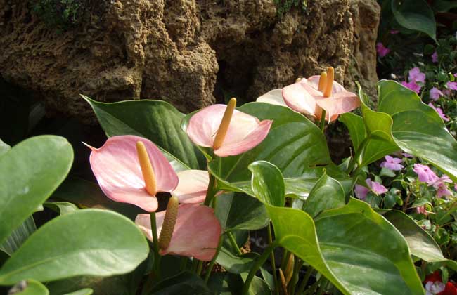 马蹄莲的花语和传说