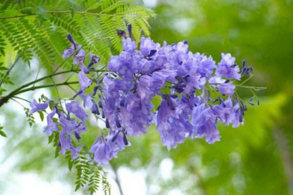 蓝花楹花语介绍 蓝花楹的养殖技巧