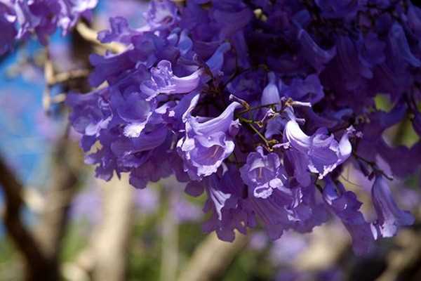 蓝花楹花语介绍 蓝花楹的养殖技巧