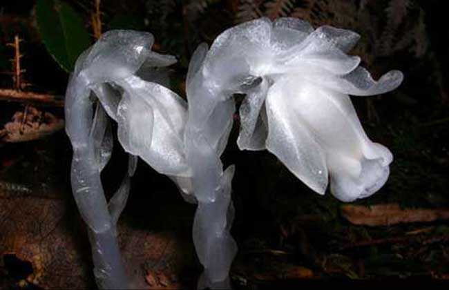 水晶兰的花语 水晶兰的习性