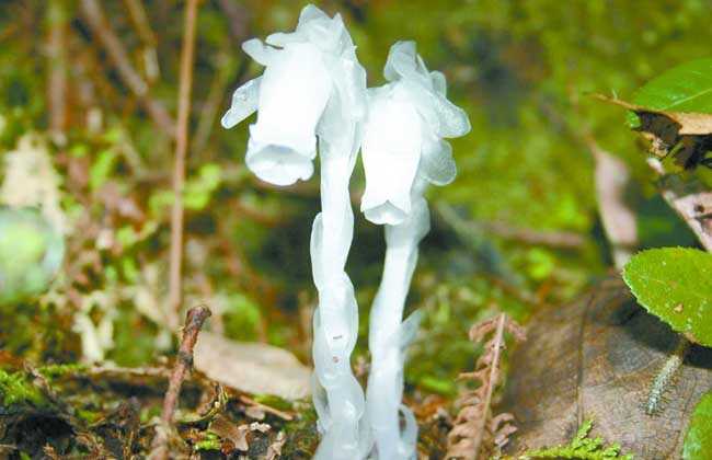 水晶兰的花语 水晶兰的习性