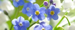 蓝色铃兰花的花语有哪些？