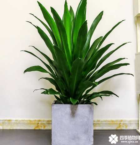 也门铁的花语 也门铁怎么养