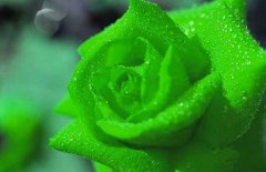 绿玫瑰花语是什么？