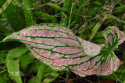 花花叶叶，花叶芋的花语是什么？