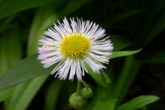 春飞蓬的花语和花期介绍有哪些？