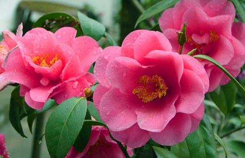 粉色蔷薇花的花语寓意是什么，有什么传说