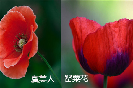 罂粟花和虞美人的区别，罂粟花的花语