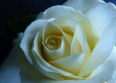 白玫瑰的花语是什么？有哪些？