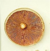 树蘑菇的花语有哪些？