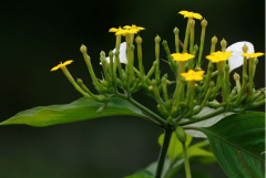 玉叶金花的花语?玉叶金花虽然花朵极其高调的绽放，但寓意却尤为低调!