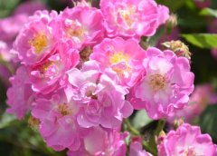 蔷薇花语是什么？有什么含义？