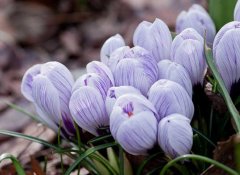 紫色郁金香的花语和故事传说有哪些？
