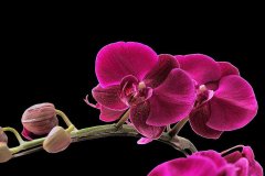 蝴蝶兰的花语是什么，有什么传说