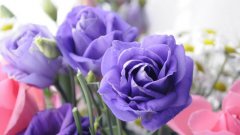 紫玫瑰的花语