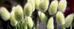 兔尾草的花语与作用是什么