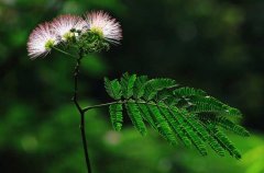 合欢花花语是什么？象征永远恩爱、两两相对