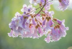 泡桐花的花语是什么，传说是什么