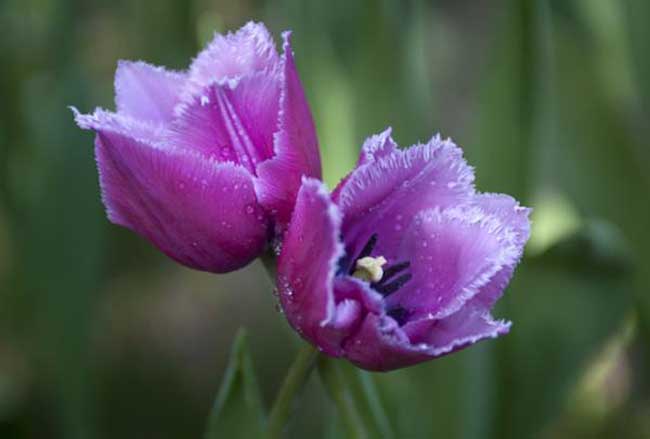 郁金香是什么颜色的，紫色郁金香的花语和故事传说
