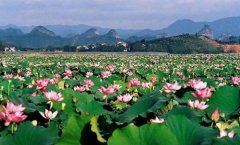 莲花的寓意和象征 莲花的花语