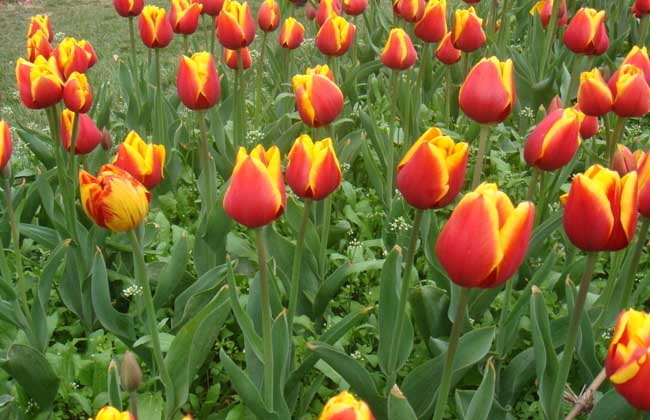 红色郁金香的花语，郁金香的植物文化