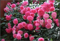 爬藤蔷薇花的养殖方法，蔷薇花语及代表意义