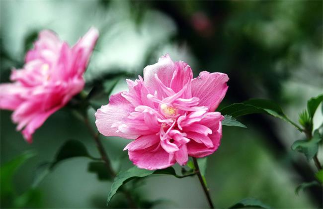 木槿花的花语是什么，木槿花怎么繁殖