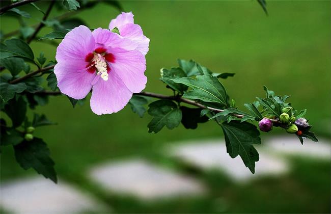 木槿花的花语是什么，木槿花怎么繁殖