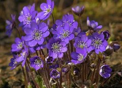 紫罗兰的花语是什么？都有哪些？