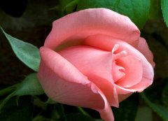 不同颜色和数量的玫瑰花语有哪些？