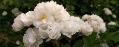 白蔷薇的花语与传说故事