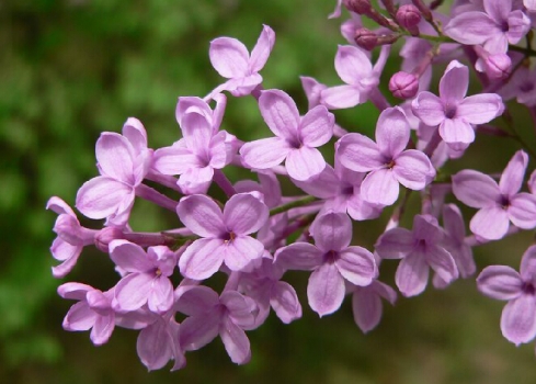 丁香花的花语是什么，丁香花有毒吗