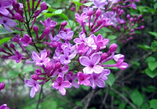 丁香花的花语是什么，丁香花有毒吗