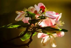 西府海棠花语是什么，西府海棠的传说故事/美丽、娴静