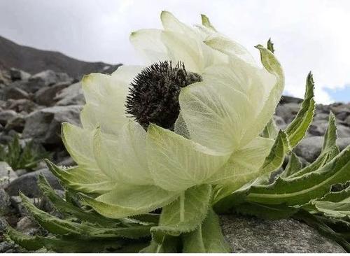 最孤独的花指的是什么 哪些花的花语是孤独的