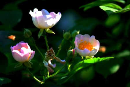 蔷薇花的养殖方法，蔷薇花的花语及代表意义