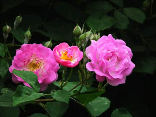蔷薇花的养殖方法，蔷薇花的花语及代表意义
