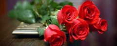 传奇红玫瑰的花语是什么