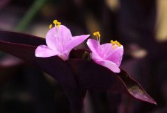紫鸭跖草什么时候开花，紫鸭跖草花期花色/6月开花花语美