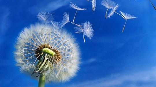 蒲公英有什么传说,花语寓意是什么 蒲公英有什么传说,花语寓意是什么