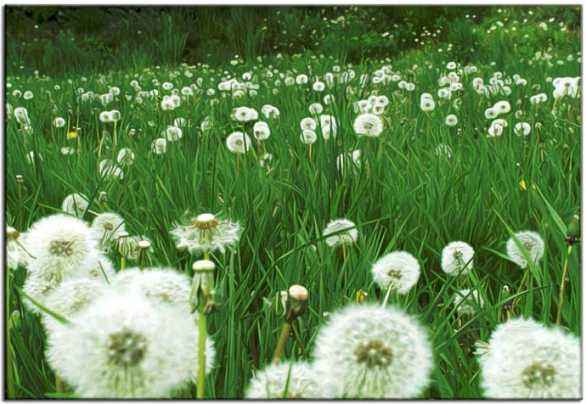 蒲公英有什么传说,花语寓意是什么 蒲公英有什么传说,花语寓意是什么