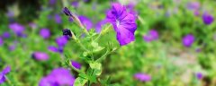 紫牵牛花的花语有哪些？